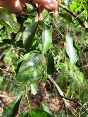 Gynochthodes jasminoides