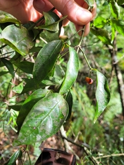 Gynochthodes jasminoides