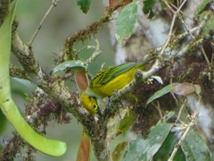 Tangara icterocephala