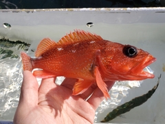 Sebastes constellatus