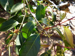 Olea dioica