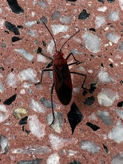 Leptocoris