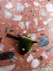 Anaca fasciata