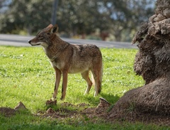 Canis latrans