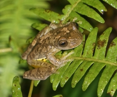 Ptychohyla hypomykter