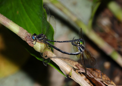 Eusynthemis nigra