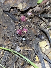 Pedicularis densiflora