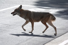 Canis latrans