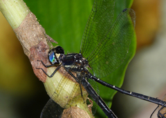 Eusynthemis nigra
