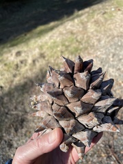 Pinus sabiniana