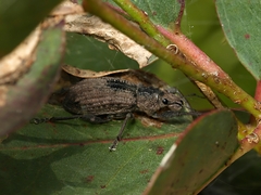 Prypnini