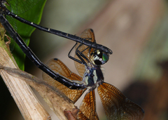 Eusynthemis nigra