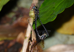 Eusynthemis nigra