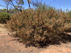 Acacia menzelii