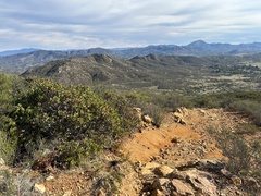 Bothriocyrtum californicum