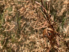 Acacia menzelii