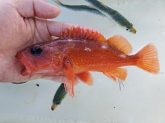 Sebastes constellatus