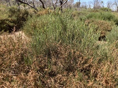 Acacia menzelii