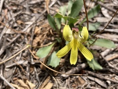 Goodenia arguta