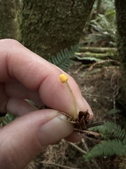 Mycena oregonensis