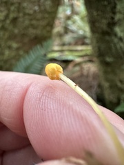 Mycena oregonensis