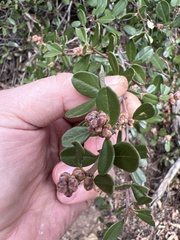 Ceanothus megacarpus