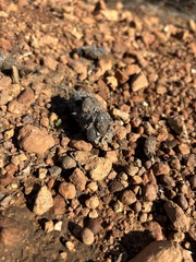 Trogidae