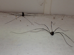 Pantopsalis cheliferoides