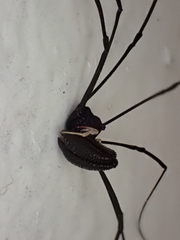 Pantopsalis cheliferoides