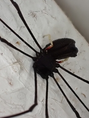 Pantopsalis cheliferoides