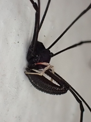 Pantopsalis cheliferoides