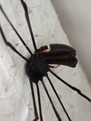 Pantopsalis cheliferoides