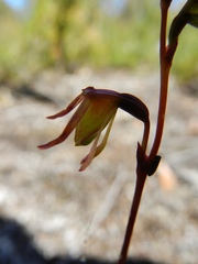 Caleana minor