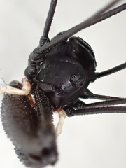 Pantopsalis cheliferoides