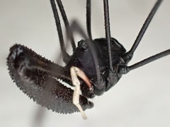 Pantopsalis cheliferoides