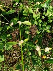 Alternanthera bettzickiana