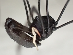 Pantopsalis cheliferoides