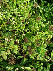 Alternanthera bettzickiana