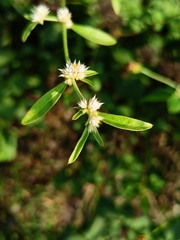 Alternanthera bettzickiana