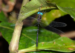Eusynthemis nigra