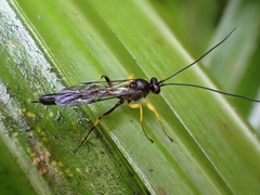 Dusona stramineipes