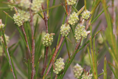 Melaleuca uncinata
