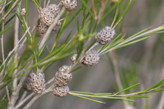 Melaleuca uncinata