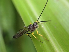 Dusona stramineipes