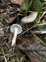 Hygrophorus
