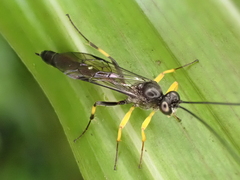 Dusona stramineipes