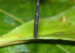 Eusynthemis nigra