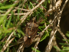 Omyta centrolineata