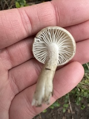Hygrophorus