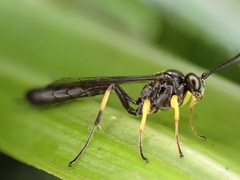 Dusona stramineipes